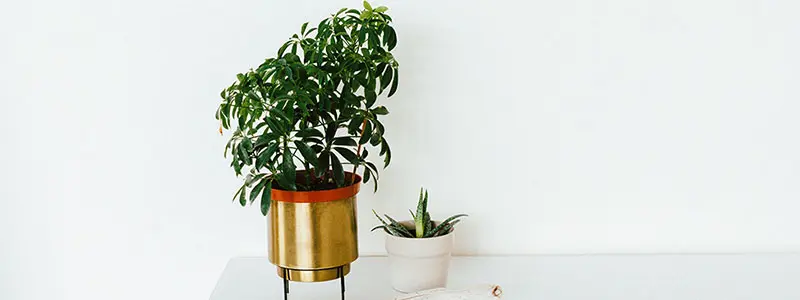 分类： <span>树类植物</span>