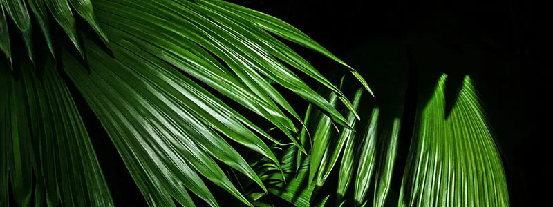 分类： <span>植物字典</span>