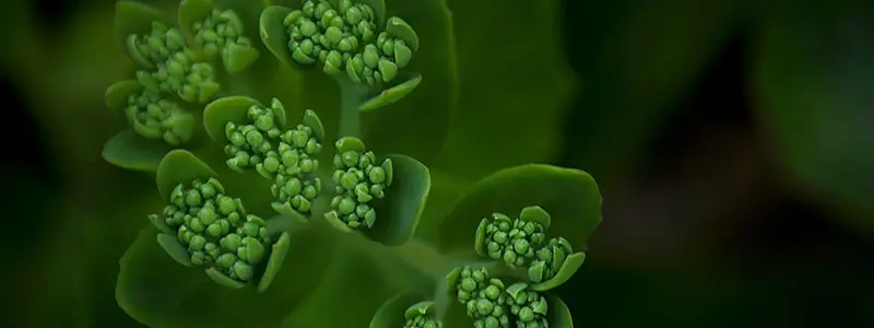 分类： <span>粮油作物大全</span>